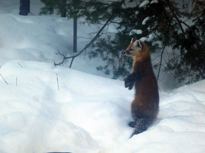 Pine marten at the back window of the Wildlife Research Station. 