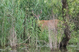 deer on Humber river